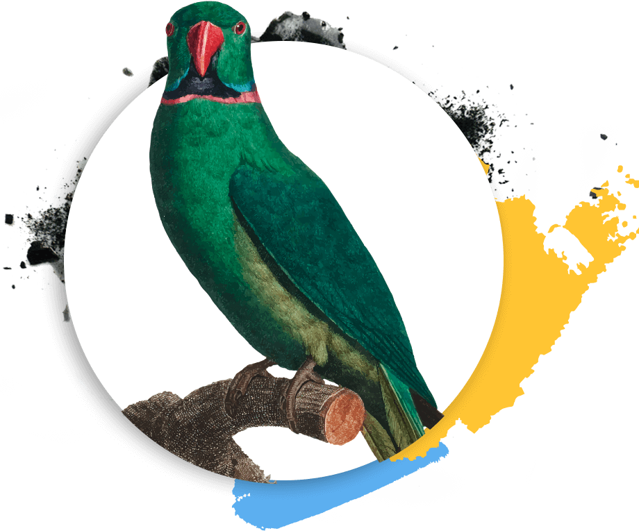 https://www.medasquickconstructions.com/wp-content/uploads/2019/03/Psittaciformes.png